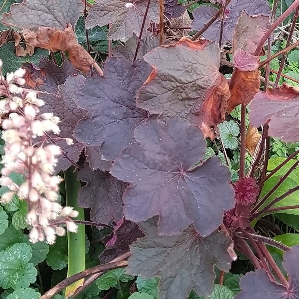 Heuchera Dark Magic - Purpurglöckchen