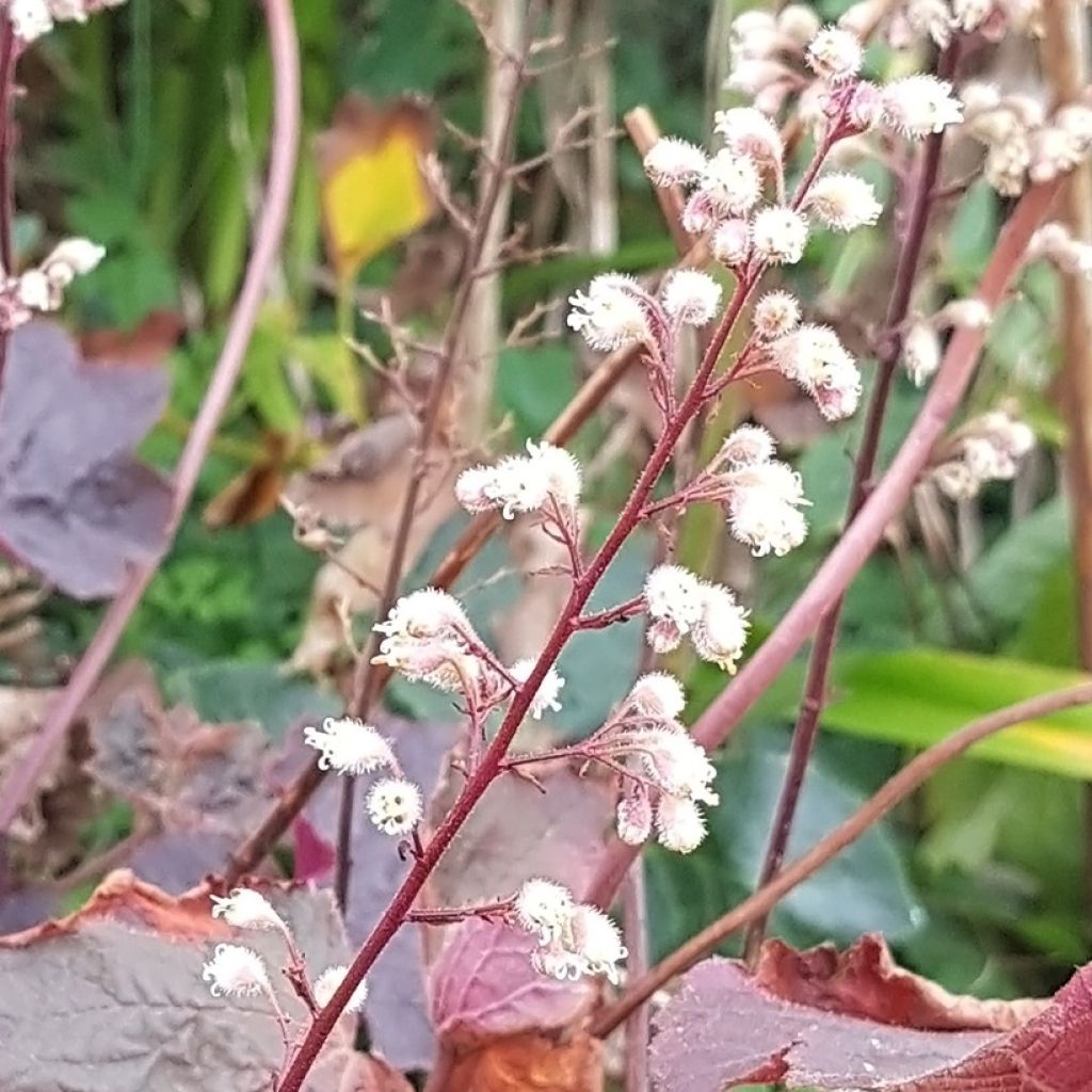 Heuchera Dark Magic - Purpurglöckchen