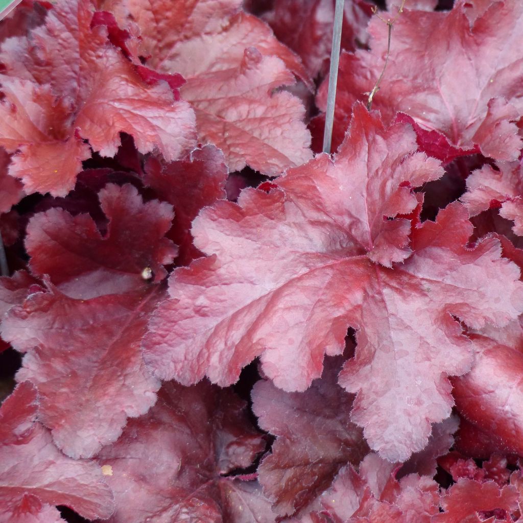 Heuchera Forever Red - Purpurglöckchen