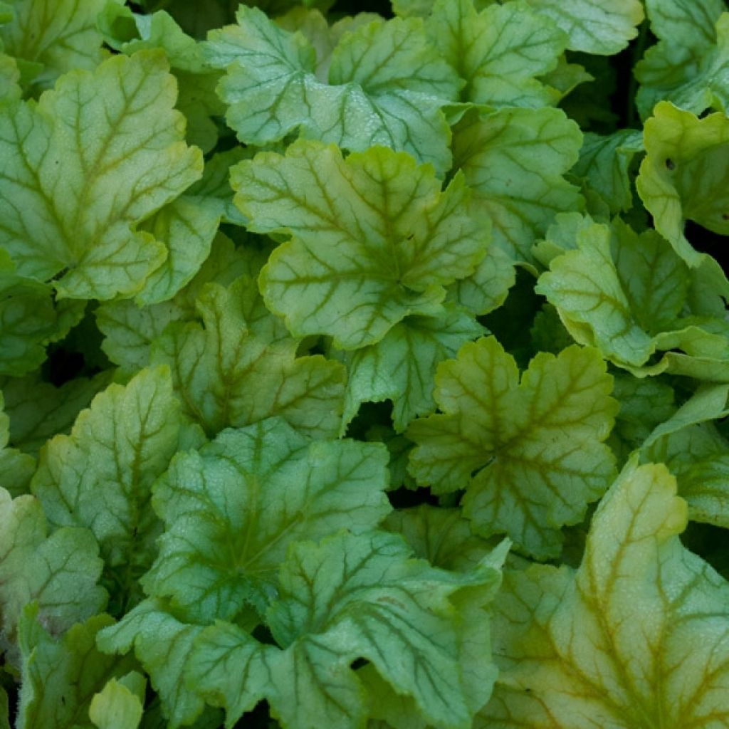Heuchera Mint Julep - Purpurglöckchen