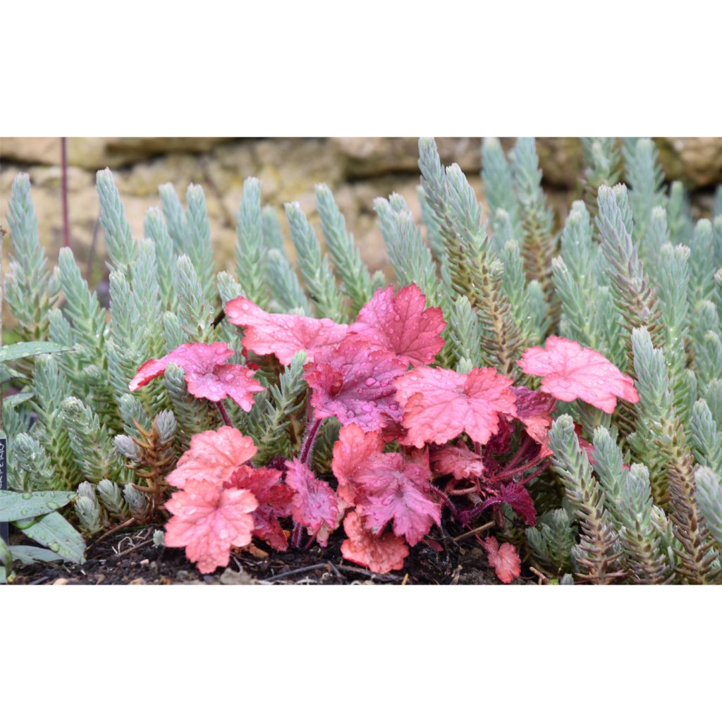 Heuchera Georgia Peach - Purpurglöckchen