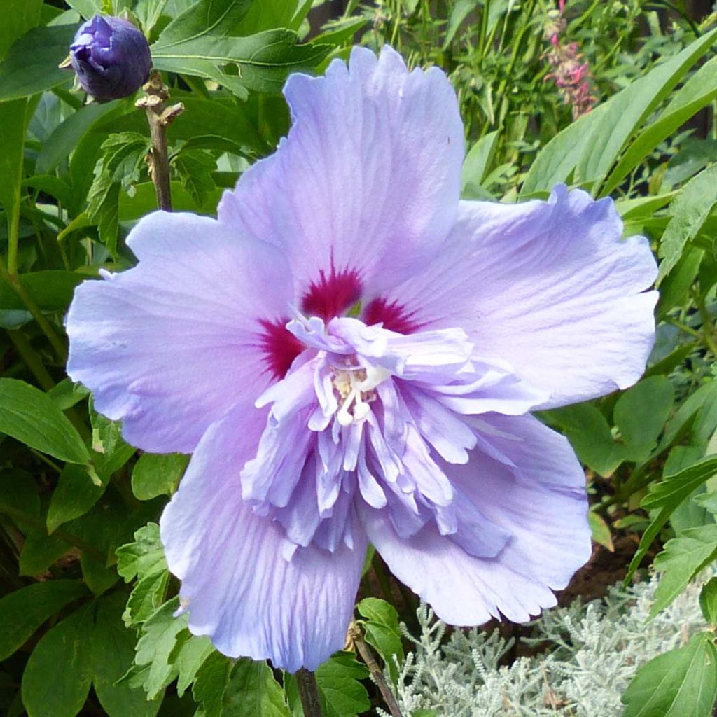 Garten-Hibiscus Blue Chiffon - Hibiscus syriacus