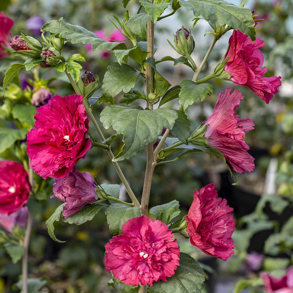 Garten-HibiscusRuby Chiffon - Hibiscus syriacus