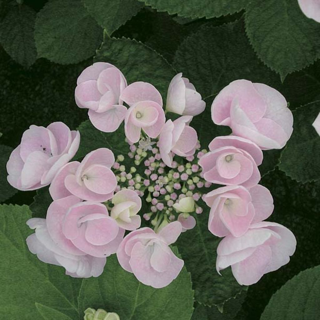 Hydrangea macrophylla Hovaria Hobella - Bauernhortensie