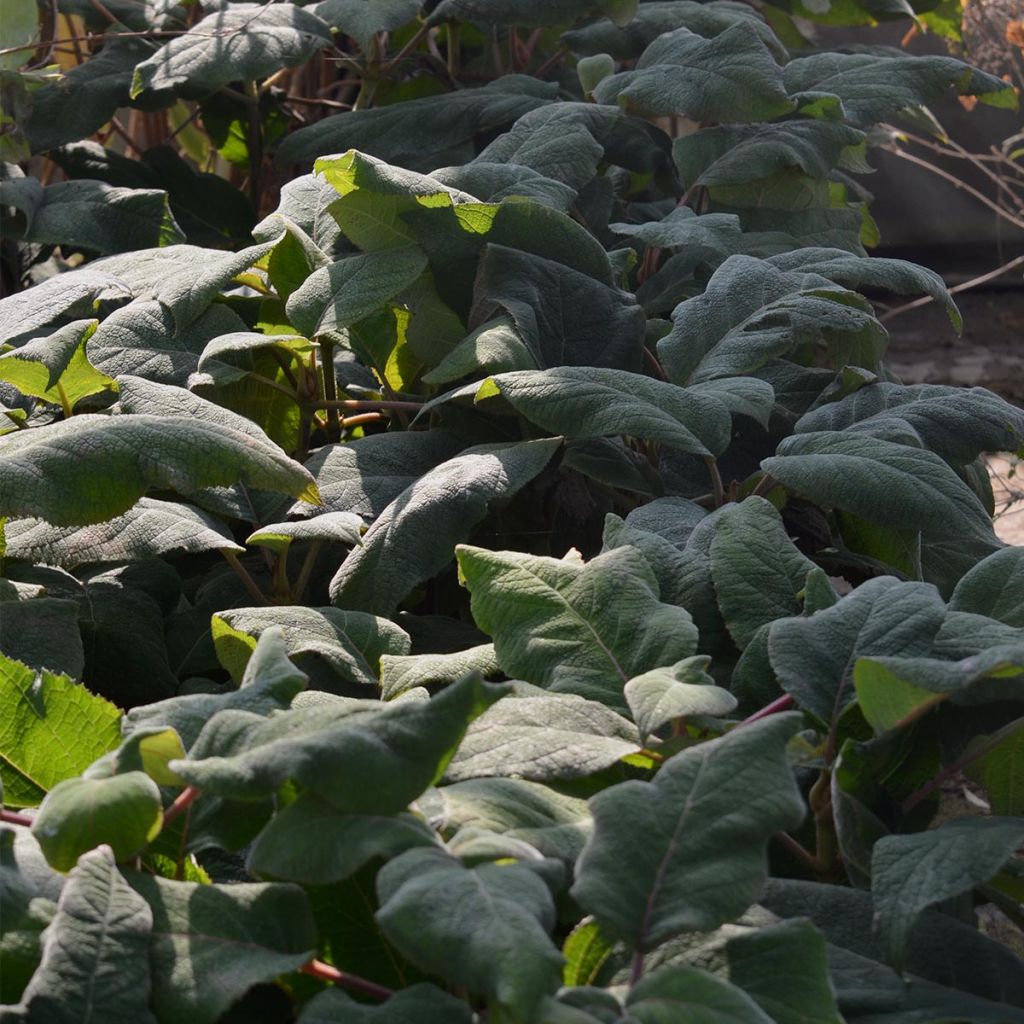 Hydrangea aspera Macrophylla - Samthortensie