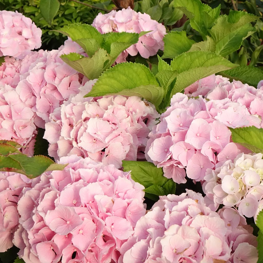Hydrangea macrophylla Everbloom® Pink Wonder - Bauernhortensie