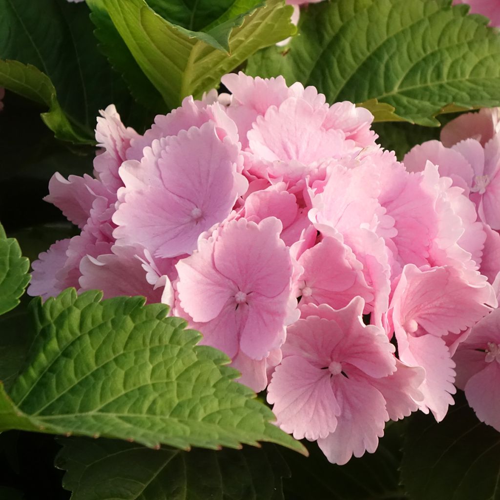 Hydrangea macrophylla Everbloom® Pink Wonder - Bauernhortensie