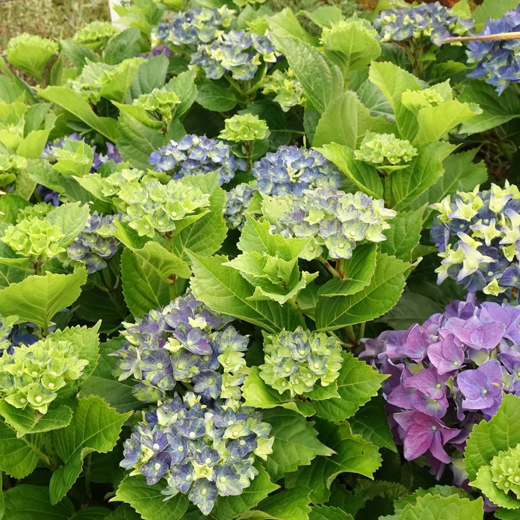 Hydrangea macrophylla Lady Mata Hari - Bauernhortensie