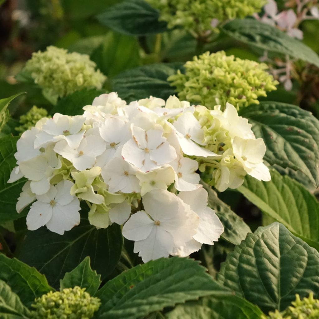 Hydrangea serrata Impératrice Eugénie - Tellerhortensie