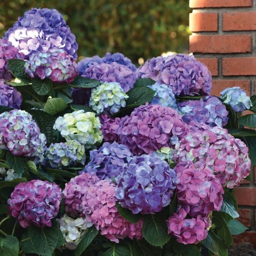 Hydrangea macrophylla L.A Dreamin - Bauernhortensie