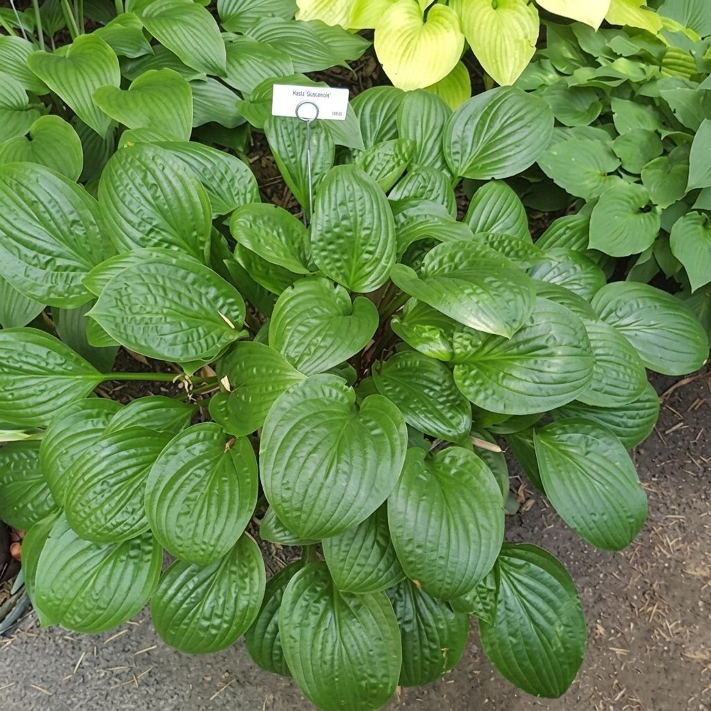 Hosta Celtic Uplands