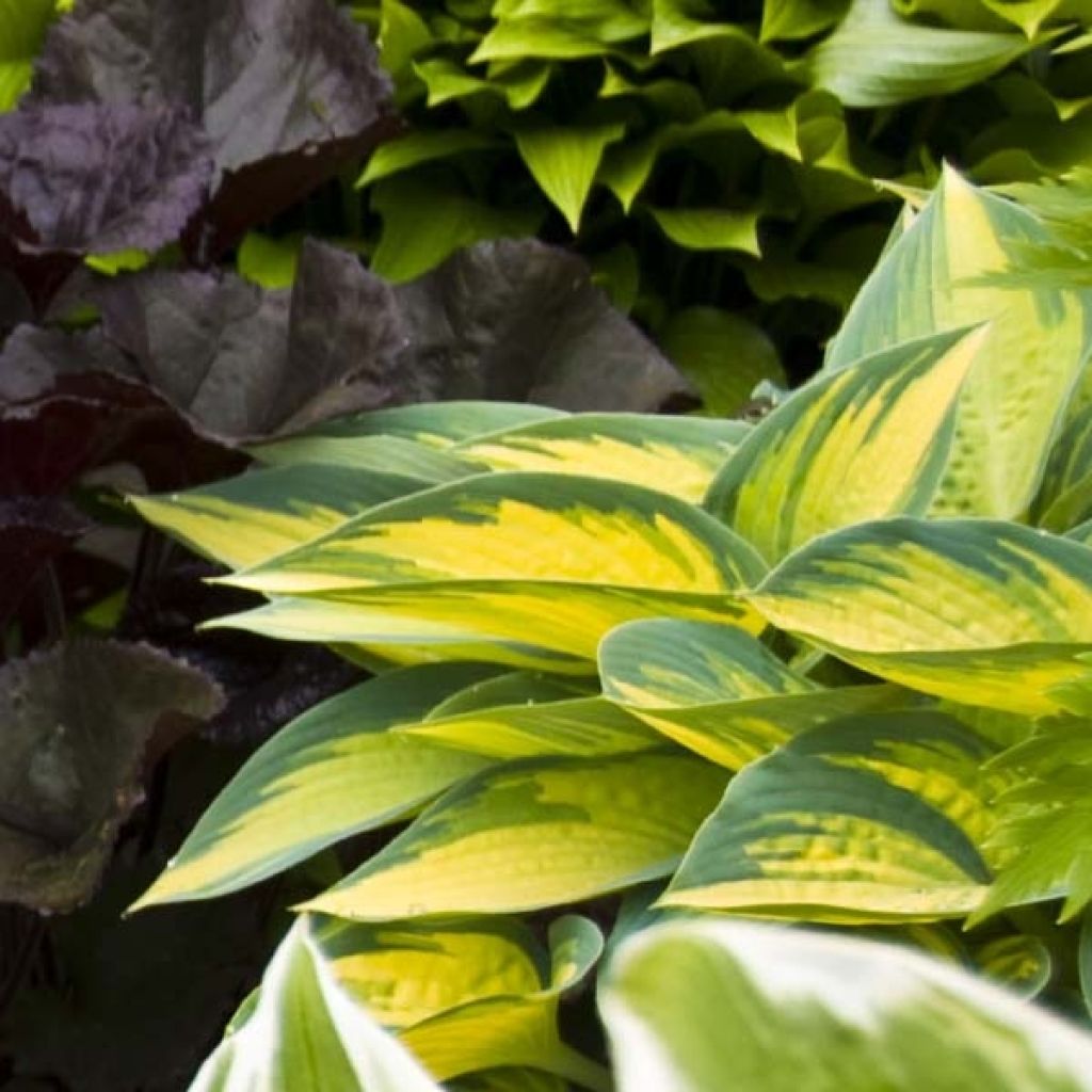 Hosta On Stage - Garten-Funkie