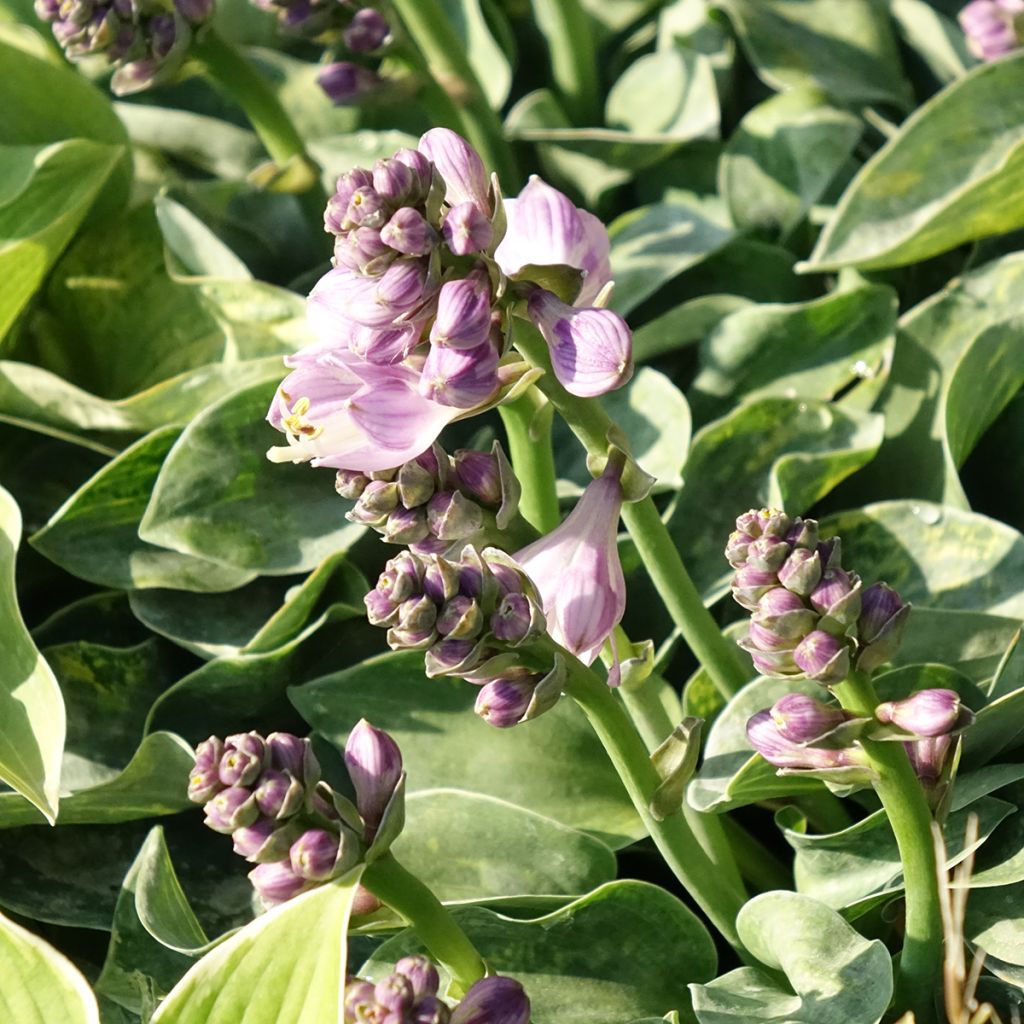 Hosta ventricosa - Garten-Funkie