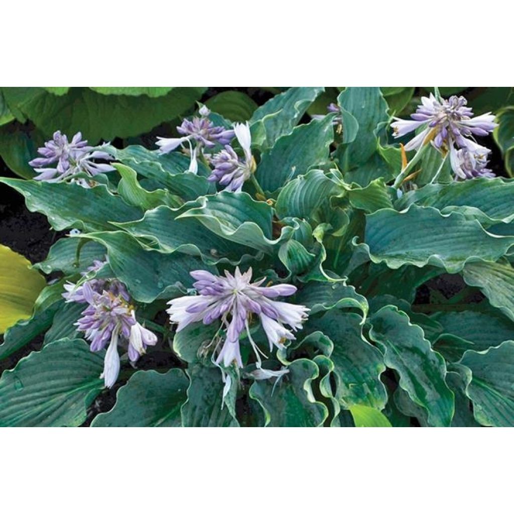 Hosta Waterslide - Garten-Funkie