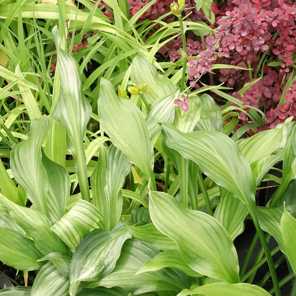 Hosta White Feather - Garten-Funkie