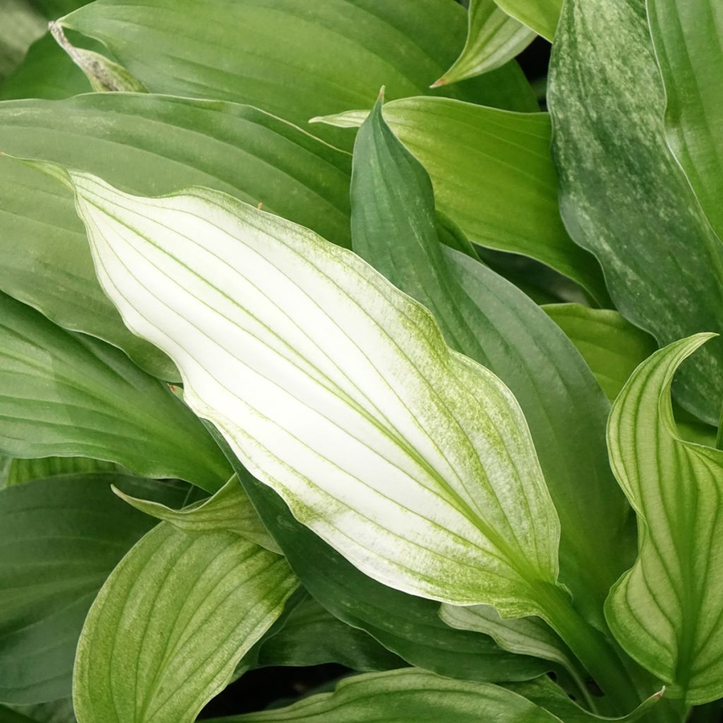 Hosta White Feather - Garten-Funkie