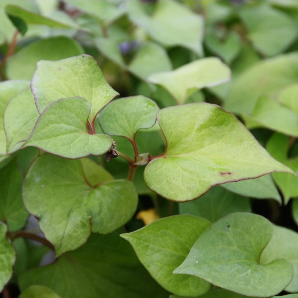 Houttuynie - Houttuynia cordata
