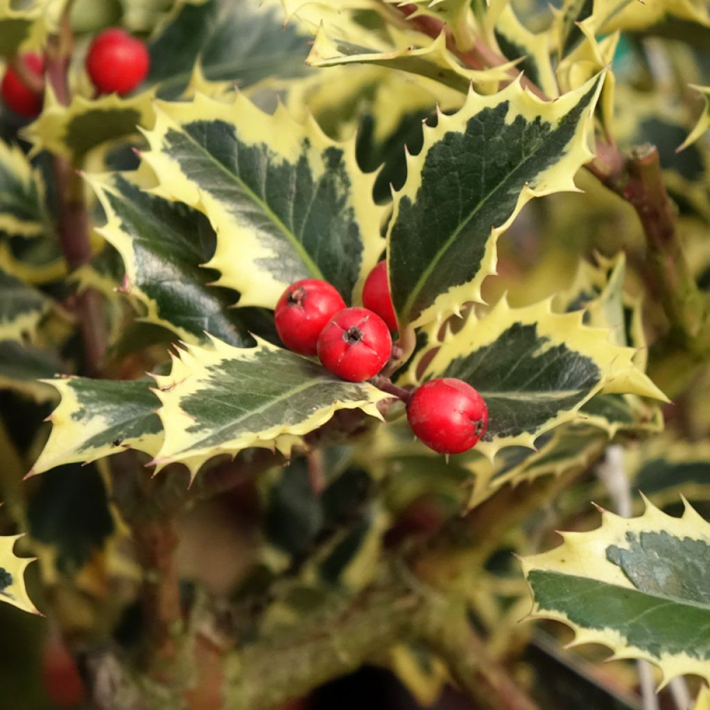 Weißbunte Stechpalme Argenteomarginata - Ilex aquifolium
