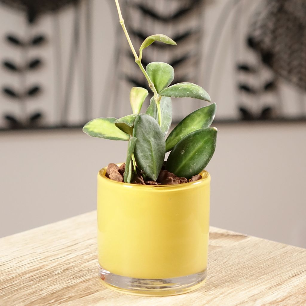 Hoya burtoniae Variegata - Wachsblume