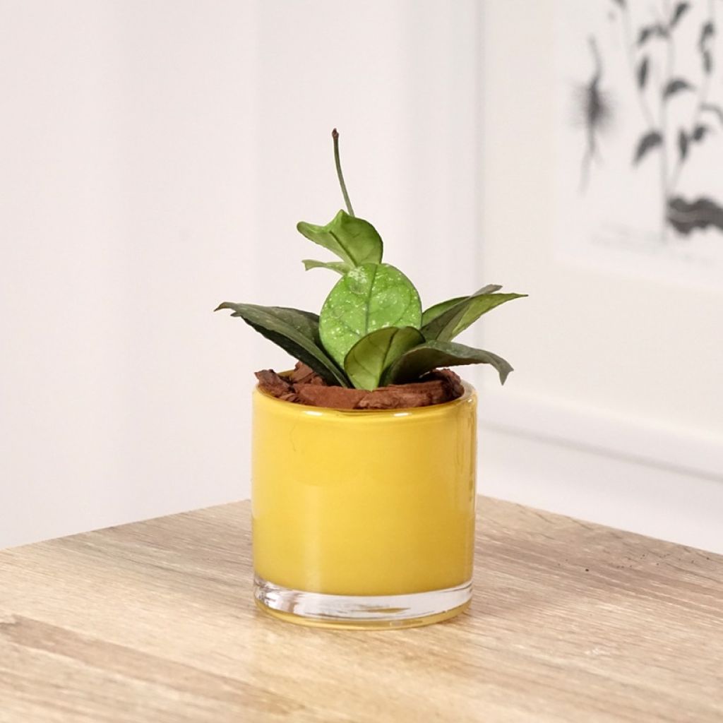 Hoya callistophylla Sabah - Porzellanblume