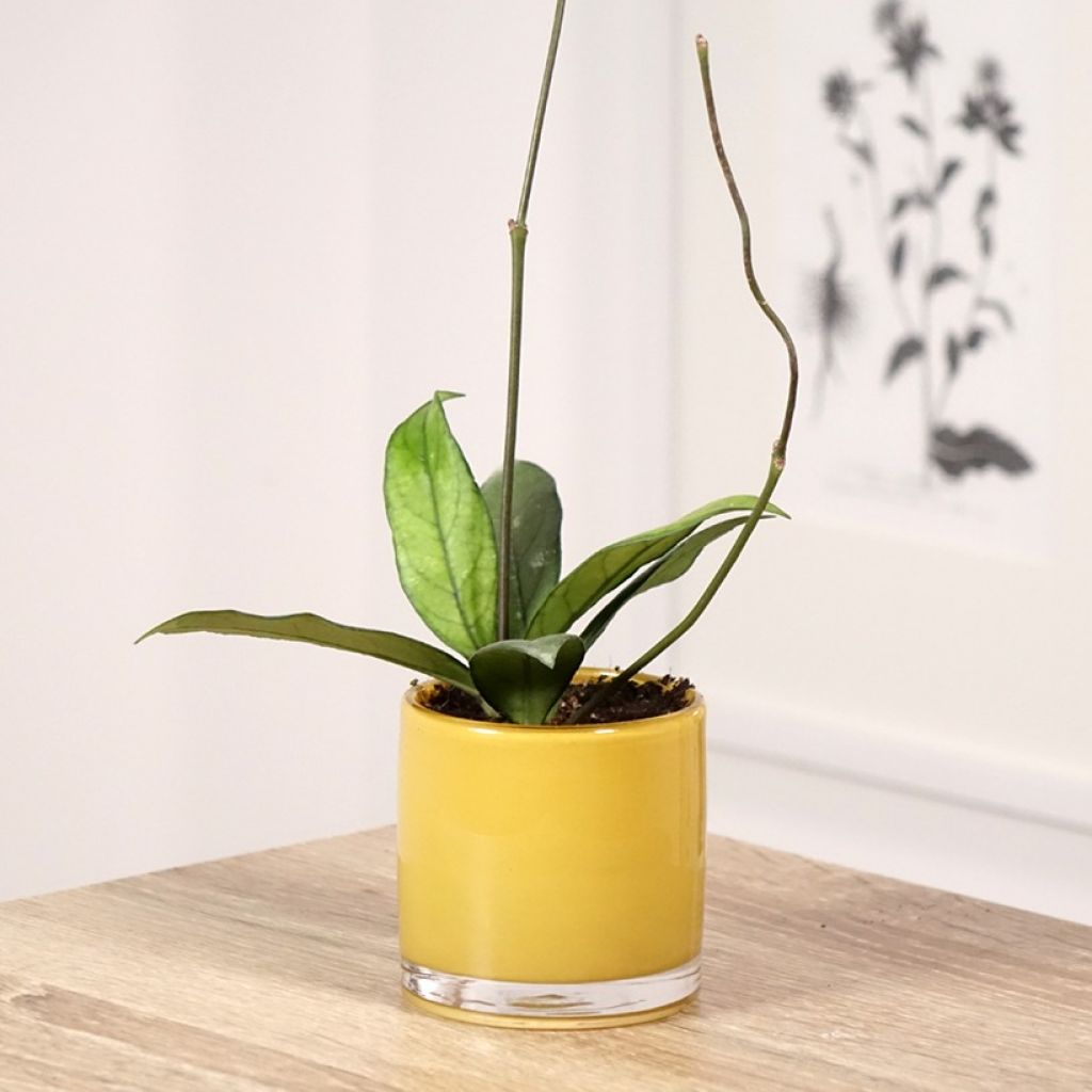 Hoya crassipetiolata - Porzellanblume