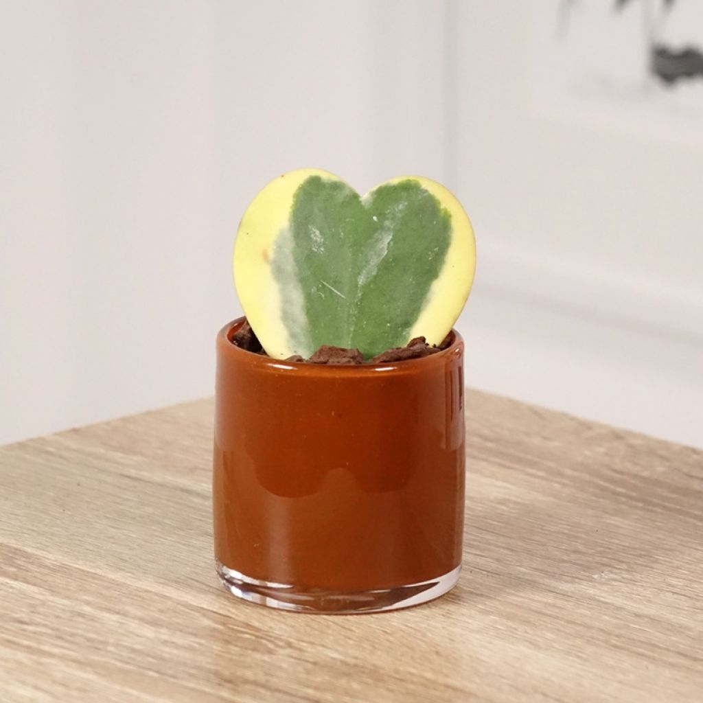 Hoya kerrii Variegata - Herzblatt-Pflanze