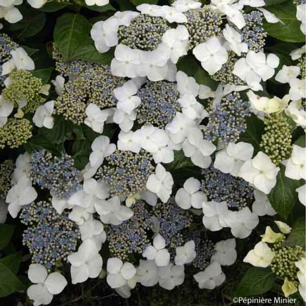Hydrangea macrophylla Great Star Blanc Bleu - Bauernhortensie