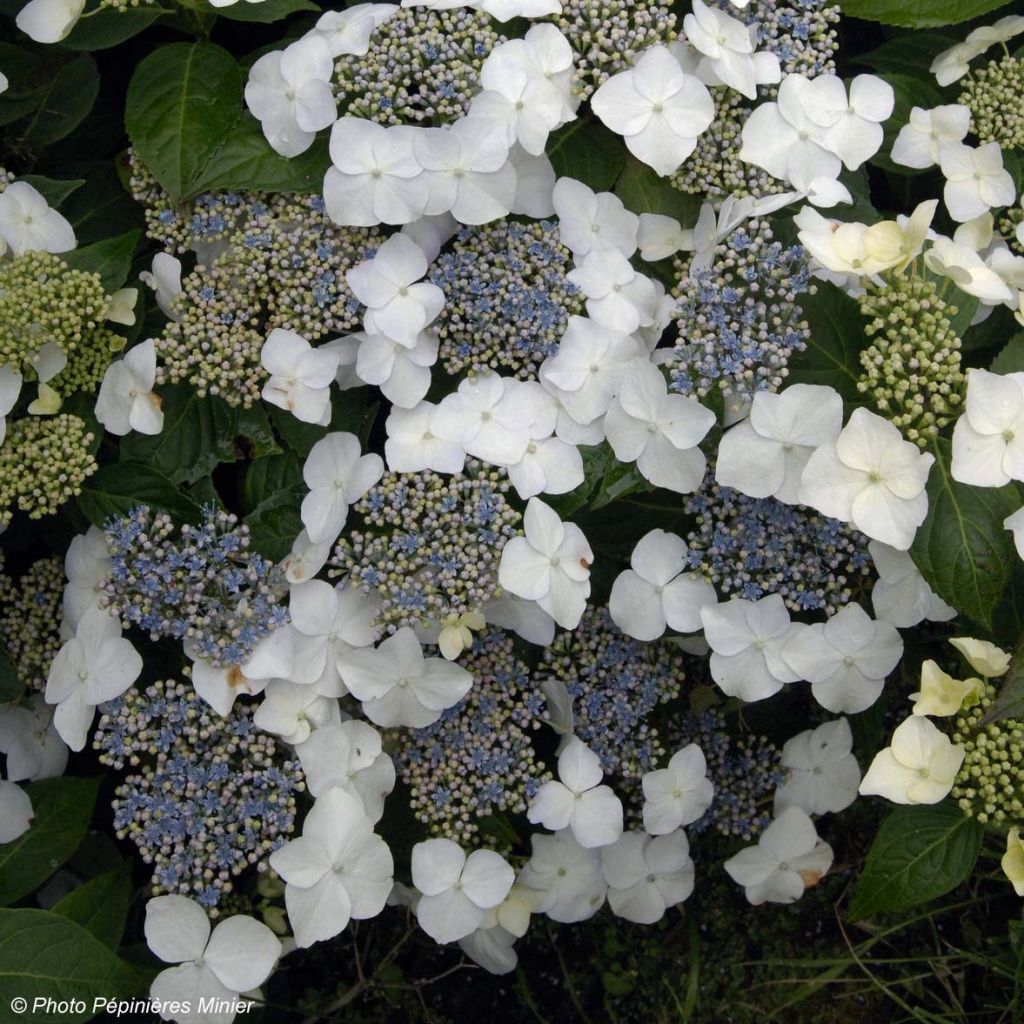 Hydrangea macrophylla Great Star Blanc Bleu - Bauernhortensie