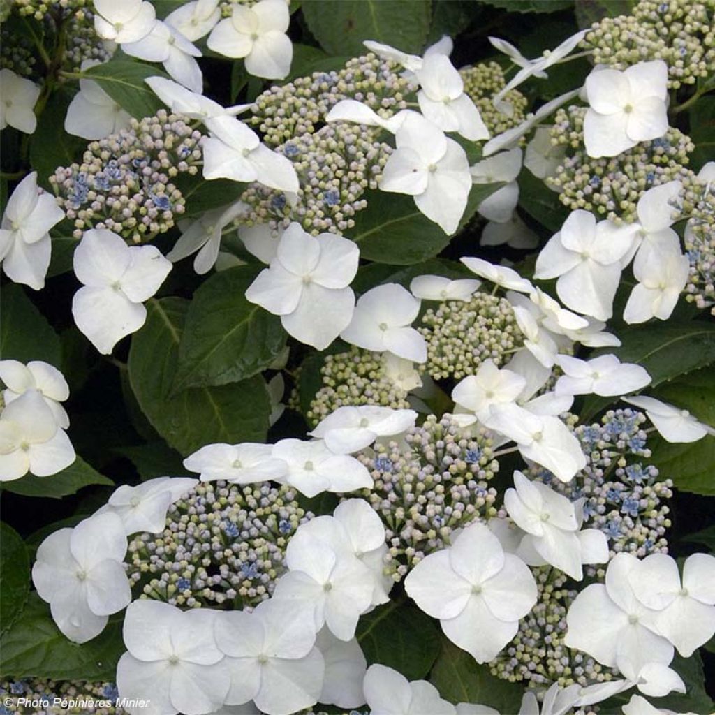 Hydrangea macrophylla Great Star Blanc Bleu - Bauernhortensie
