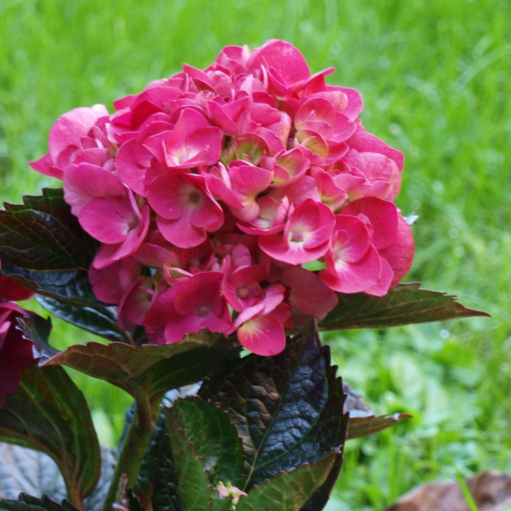 Hydrangea macrophylla Merveille Sanguine - Bauernhortensie