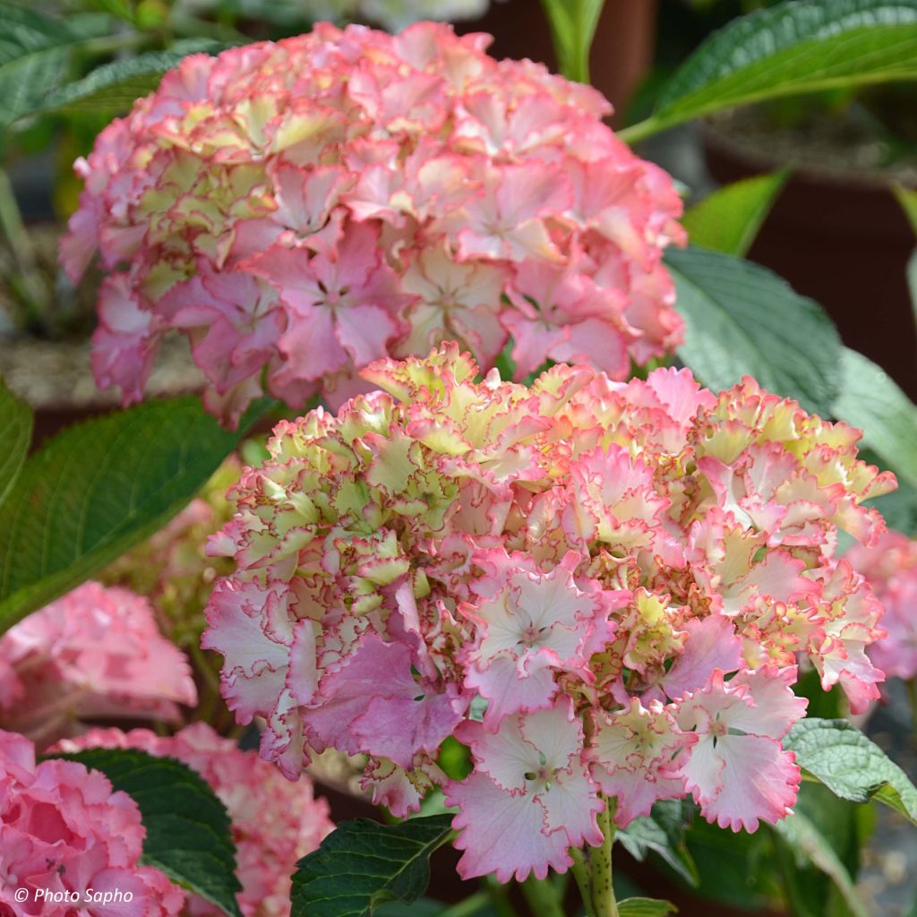 Hydrangea macrophylla So Long Sunny - Bauernhortensie