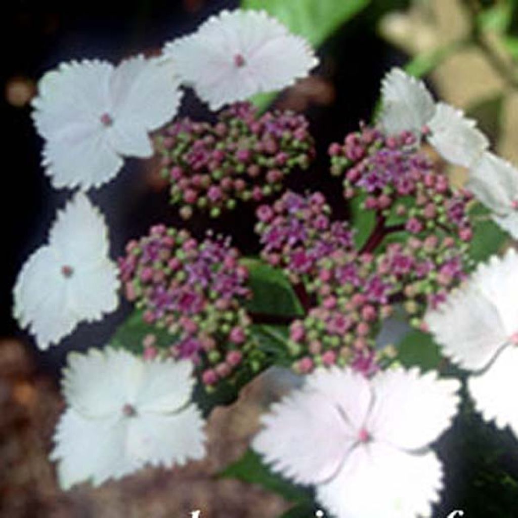 Hydrangea macrophylla Nadesiko - Bauernhortensie