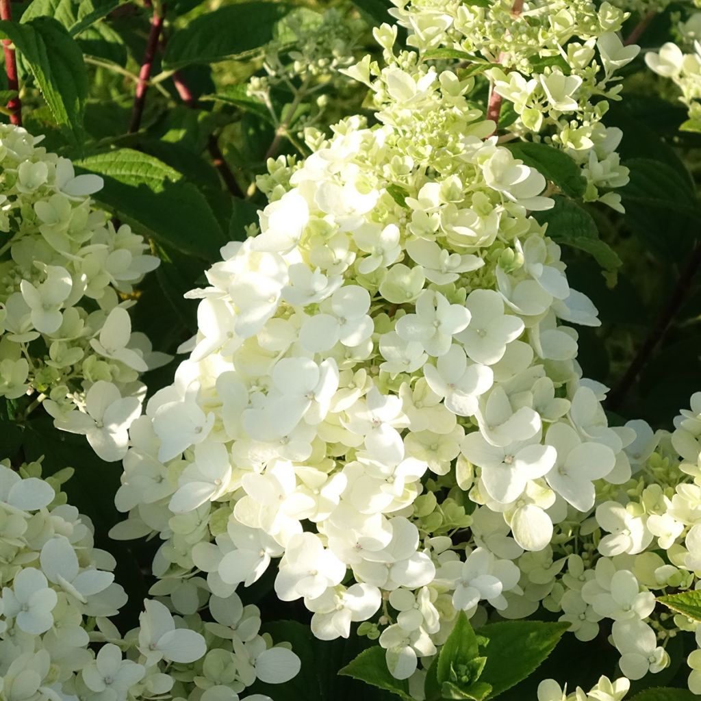 Rispenhortensie Fire Light Tidbit - Hydrangea paniculata