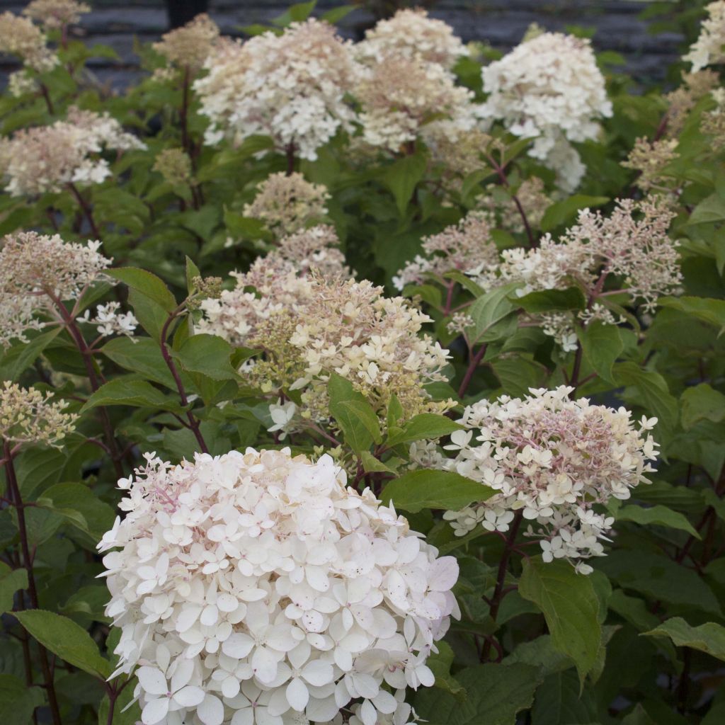 Rispenhortensie Phantom - Hydrangea paniculata