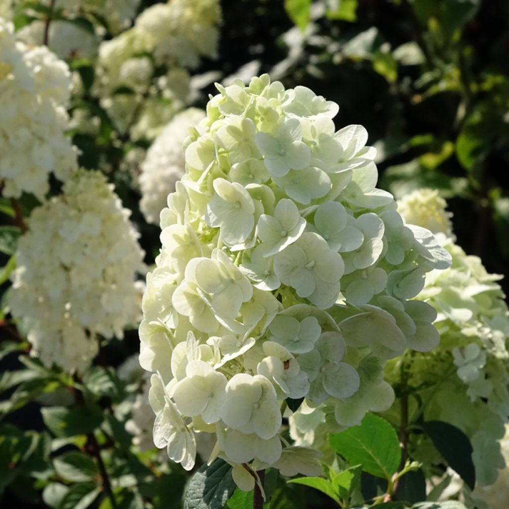 Rispenhortensie Sundae Fraise - Hydrangea paniculata