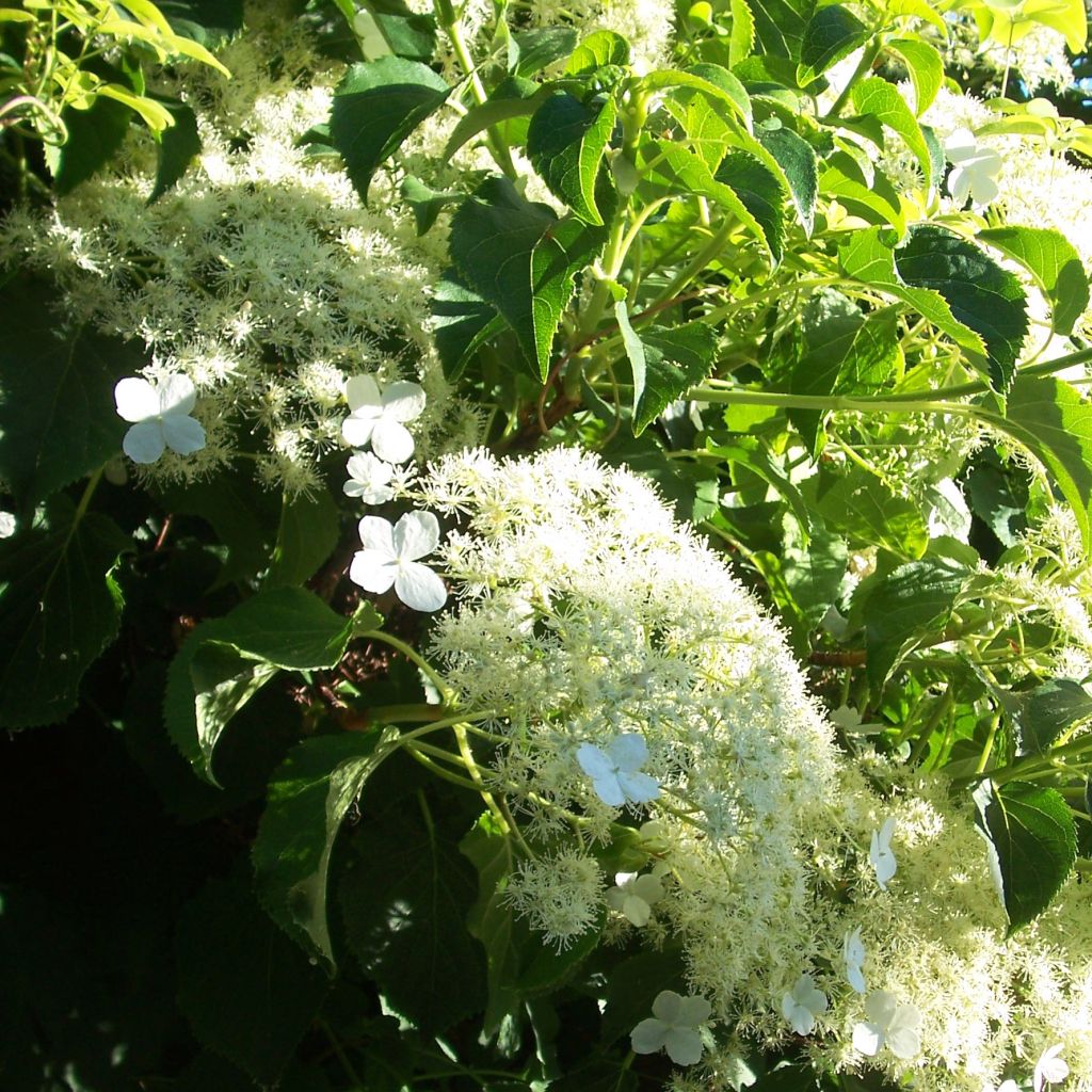 Hydrangea anomala ssp. petiolaris - Kletter-Hortensie