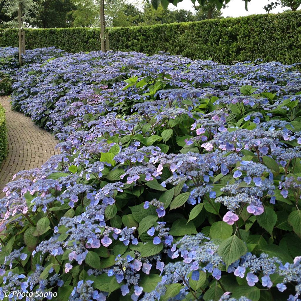 Hydrangea serrata Veerle - Tellerhortensie