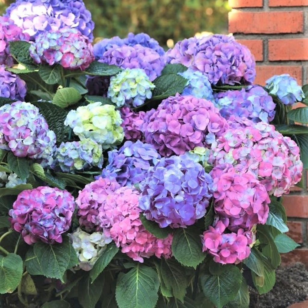 Hydrangea macrophylla L.A Dreamin - Bauernhortensie