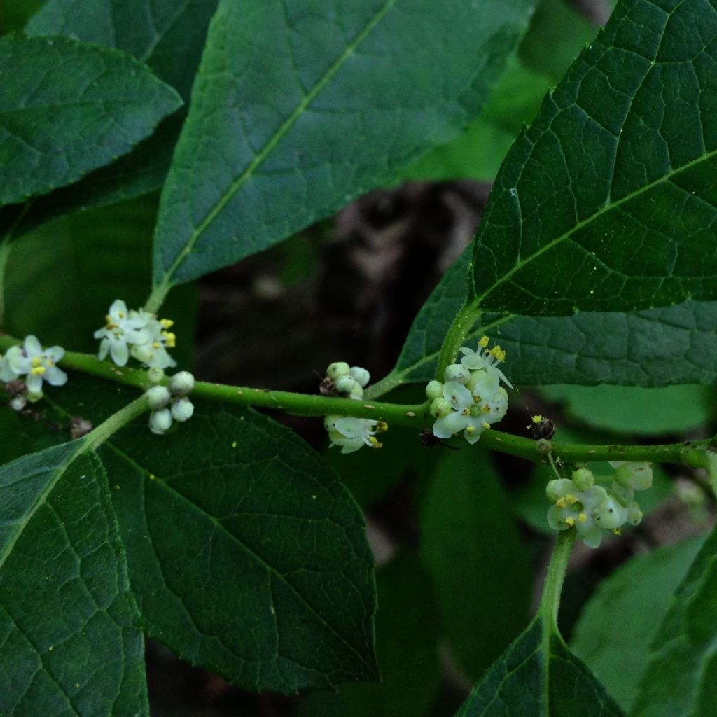 Ilex verticillata Southern Gentleman