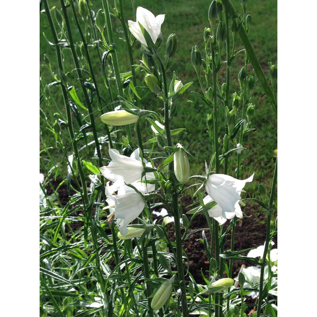 Pfirsichblättrige Glockenblume Alba - Campanula persicifolia
