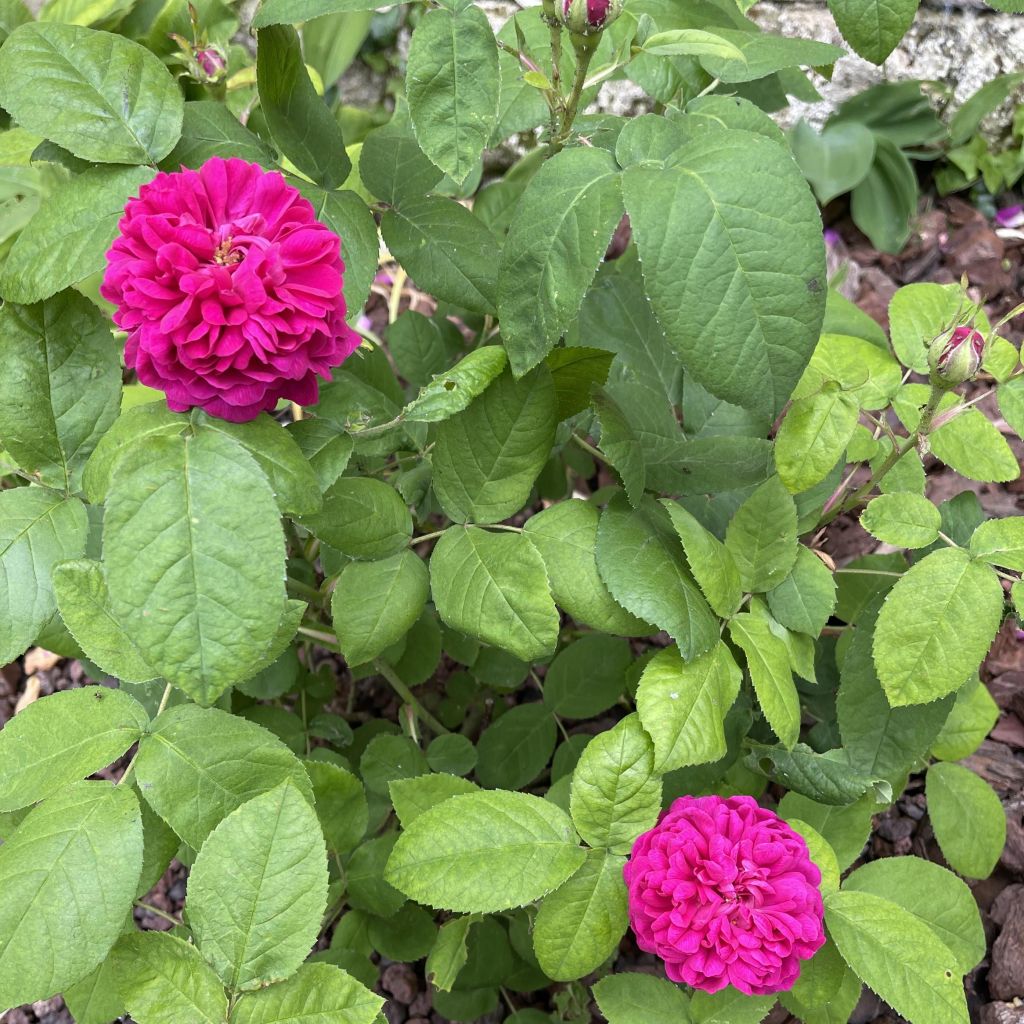 Rosa damascena - Damaszener-Rosen