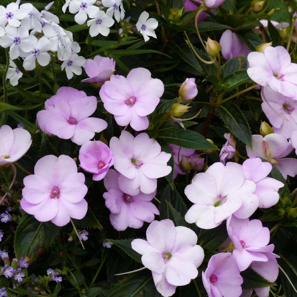 Sonnenlieschen Sunpatiens Compact Orchid Blush - Impatiens