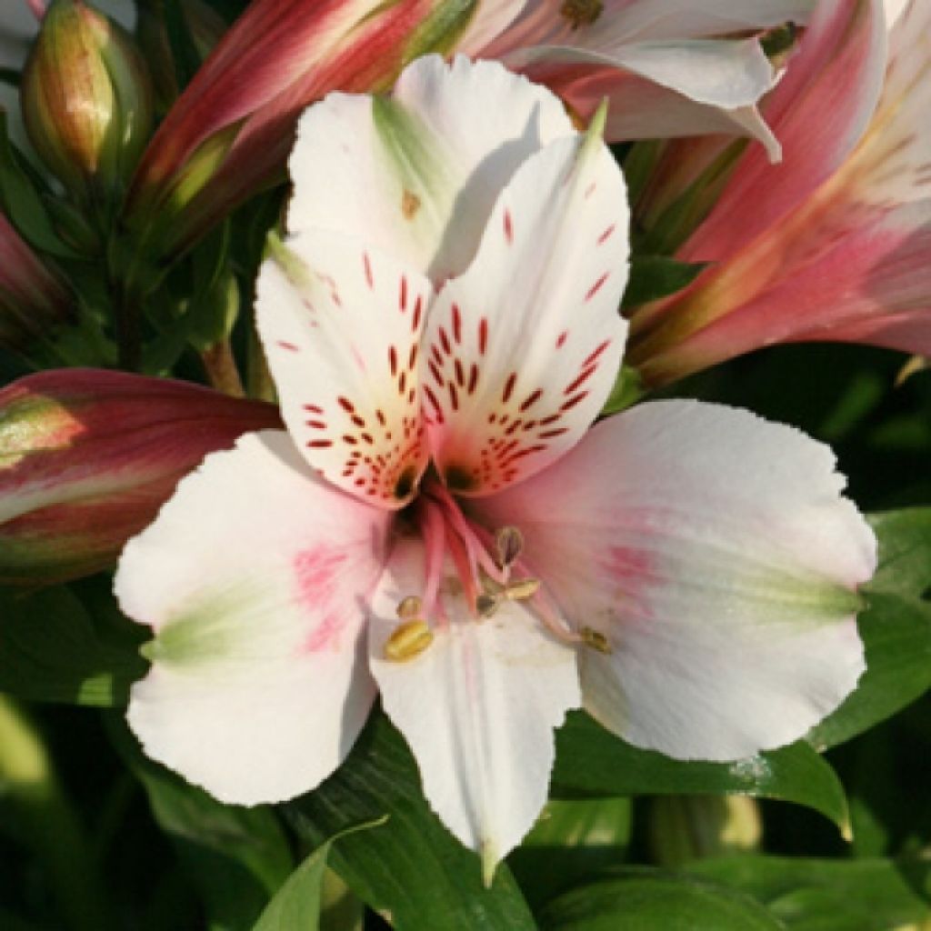 Alstroemeria Inticancha White Pink Heart - Inkalilie