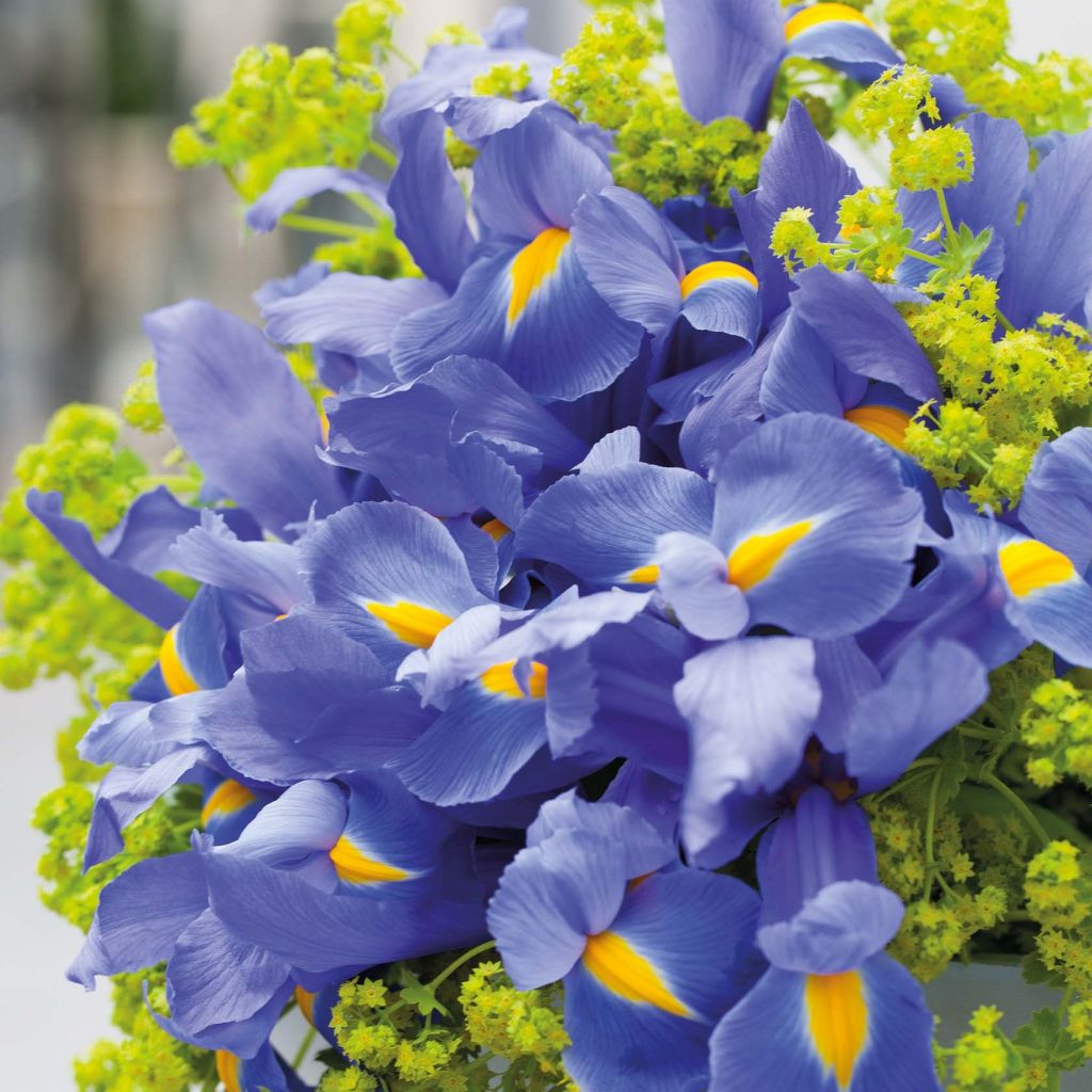 Iris hollandica Professor Blaauw - Holländische Schwertlilie