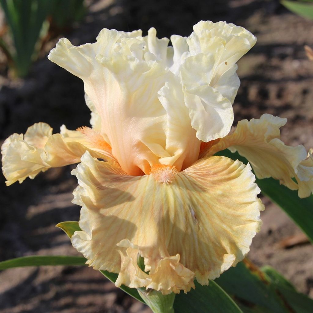 Iris Australian Rose - Schwertlilie