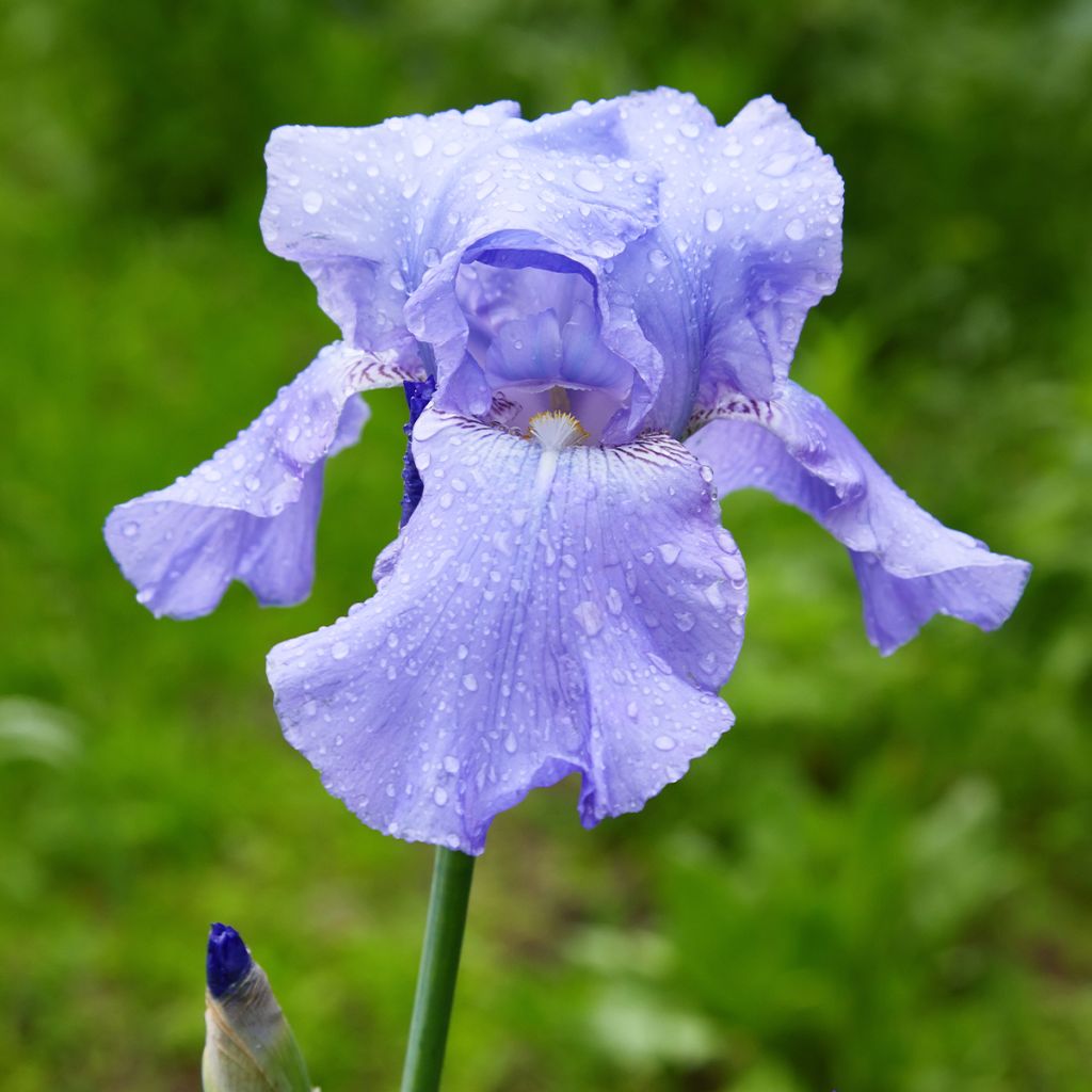 Iris Harbor Blue - Schwertlilie