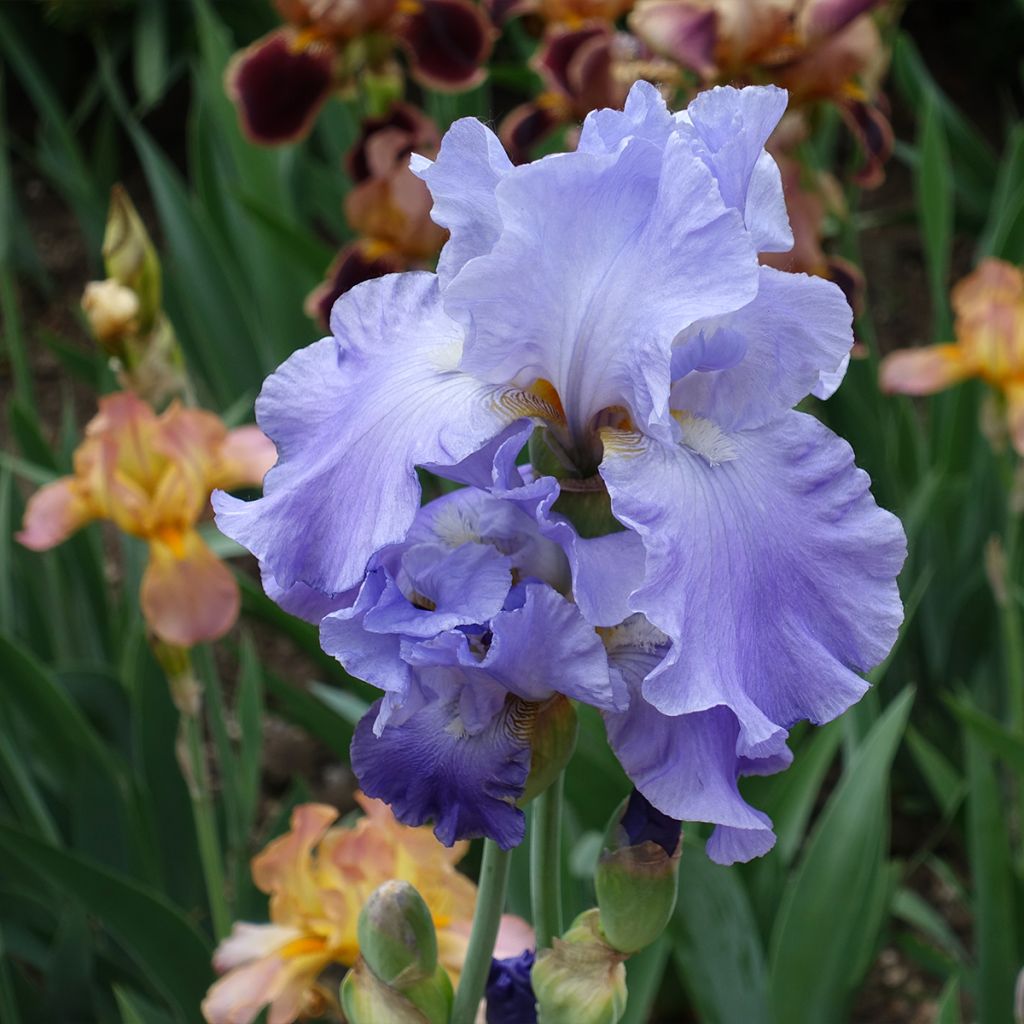 Iris Harbor Blue - Schwertlilie