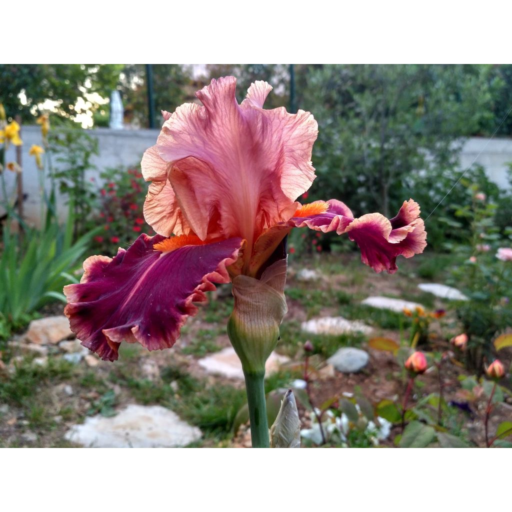 Iris Impressionist - Schwertlilie