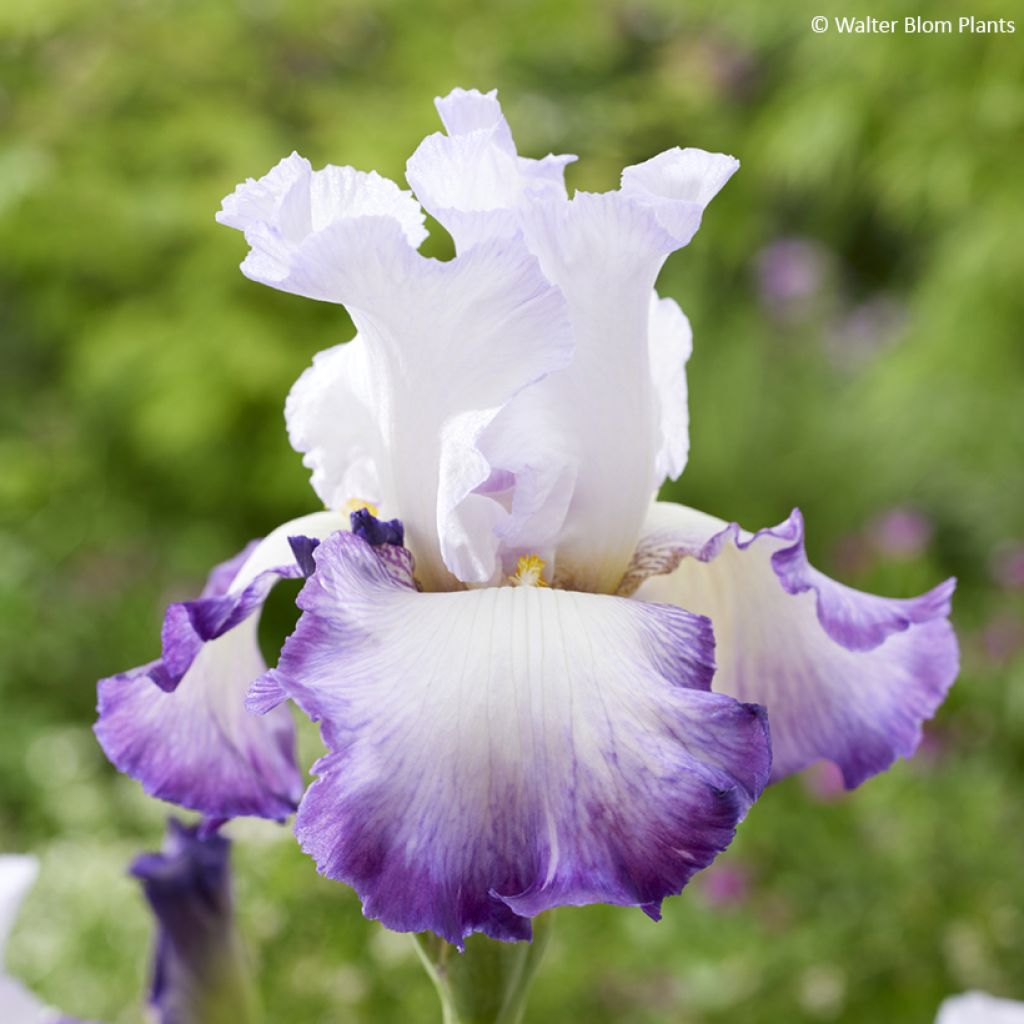 Iris Pastel Printanier - Schwertlilie