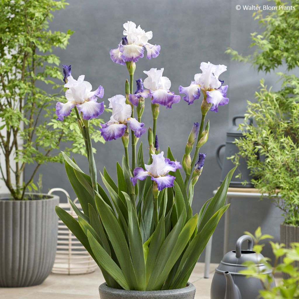 Iris Pastel Printanier - Schwertlilie